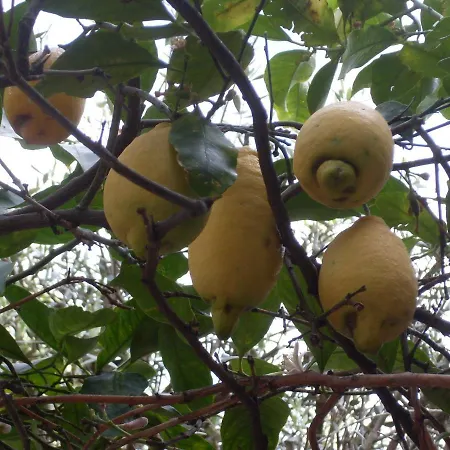 Il Giardino Di Zeus *